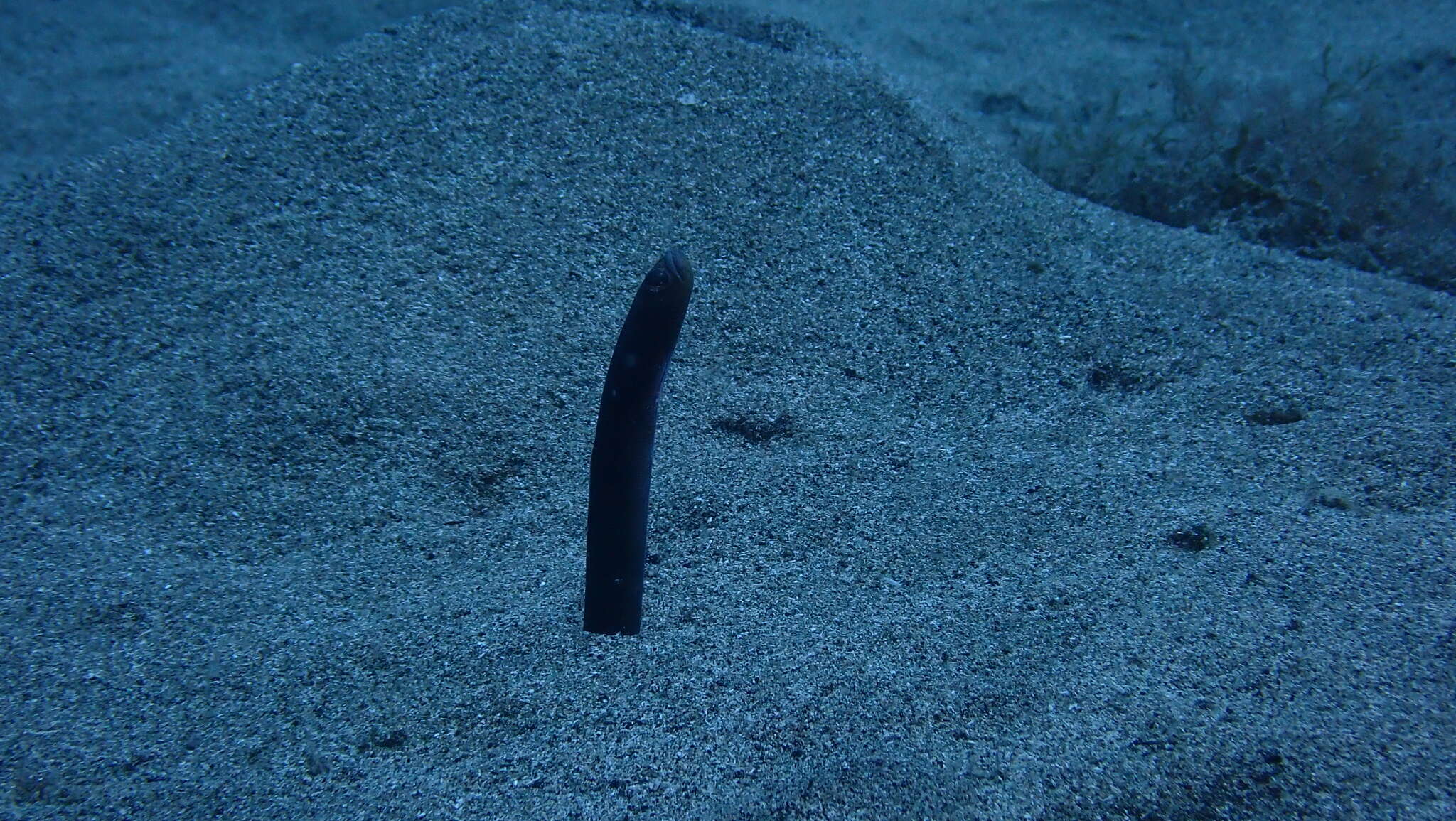 Image of Brown Garden Eel