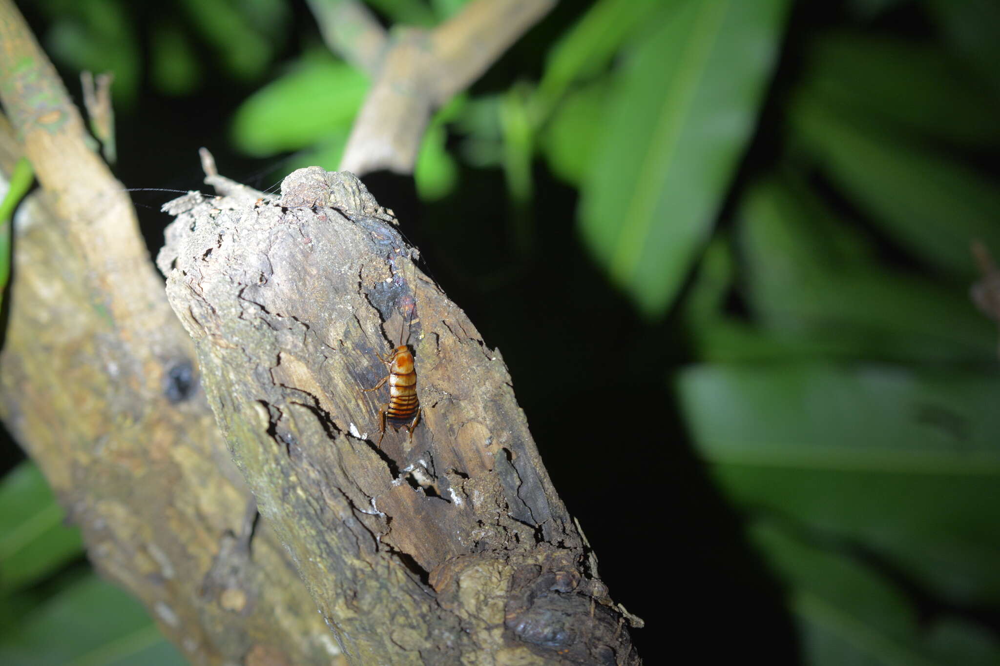 Eurycotis decipiens (Kirby & W. F. 1903)的圖片