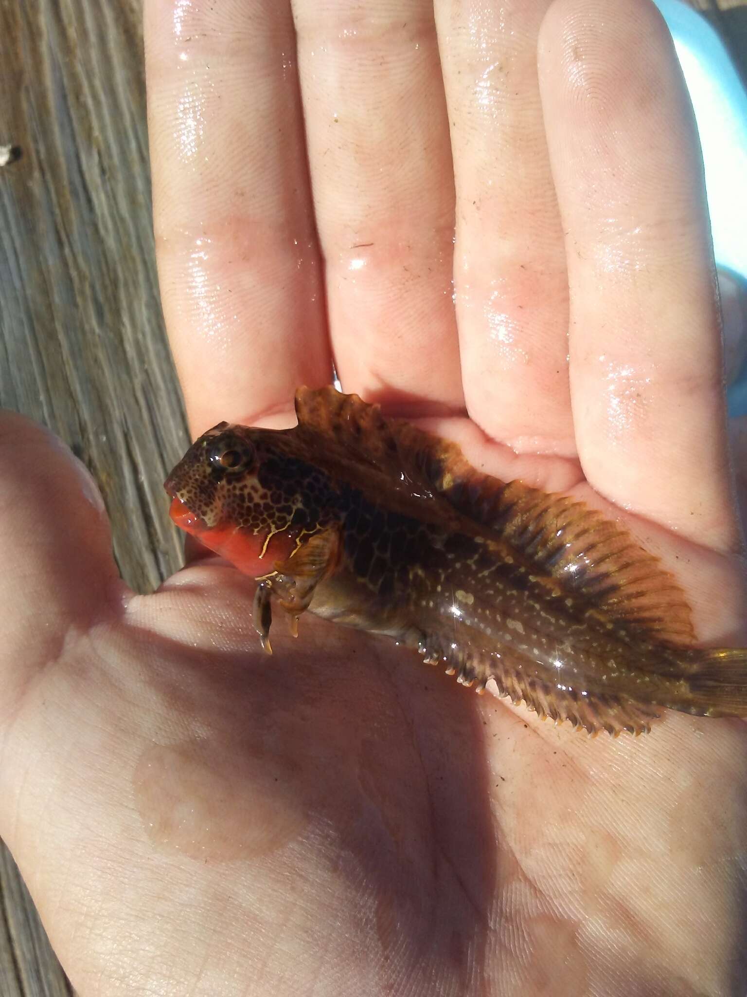 Image of Bay blenny