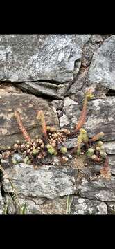 Image of Petrosedum rupestre (L.) P. Heath