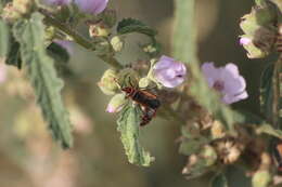 Image of Dysdercus (Dysdercus) mimulus Hussey 1929