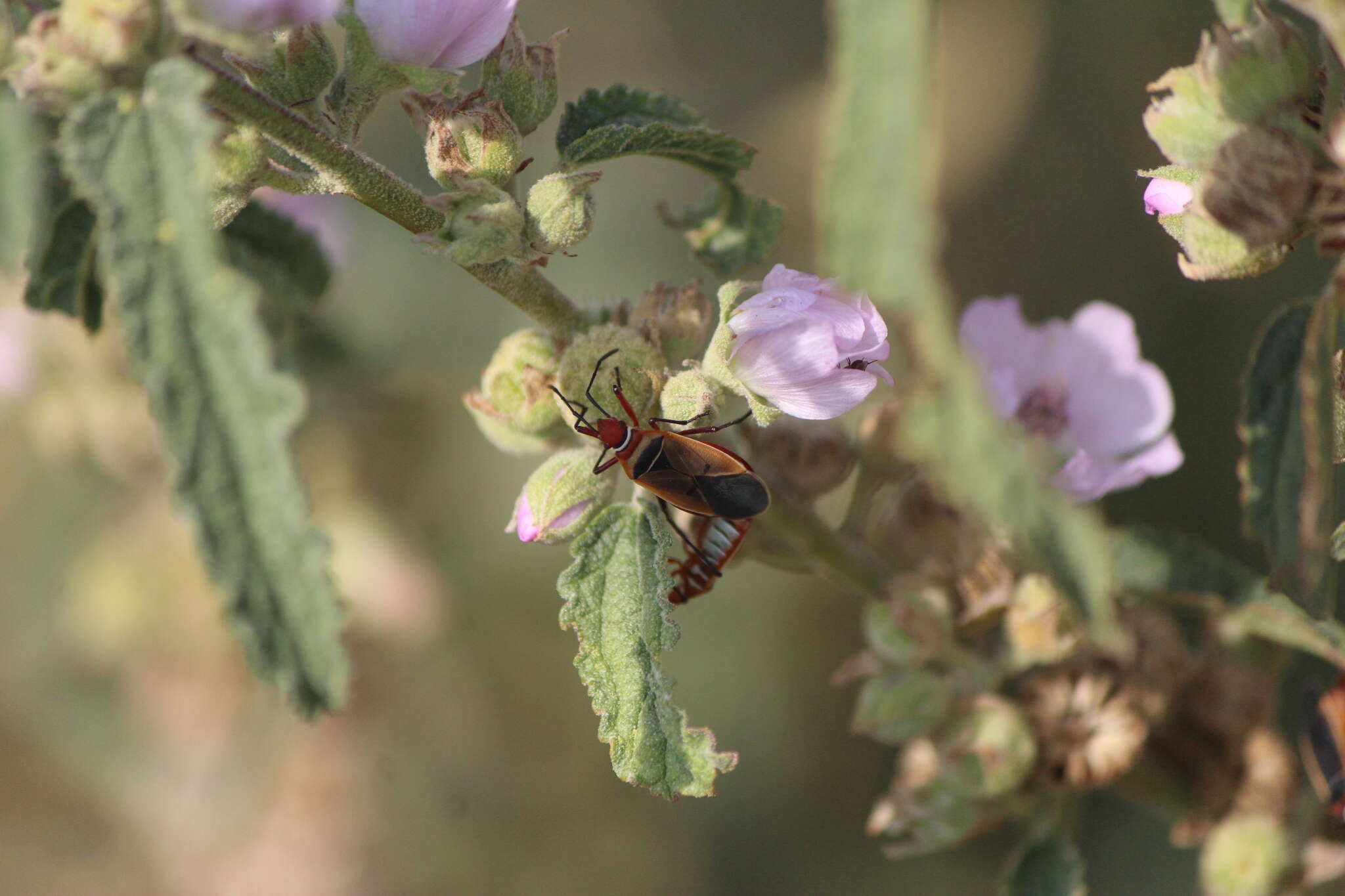 Imagem de Dysdercus (Dysdercus) mimulus Hussey 1929