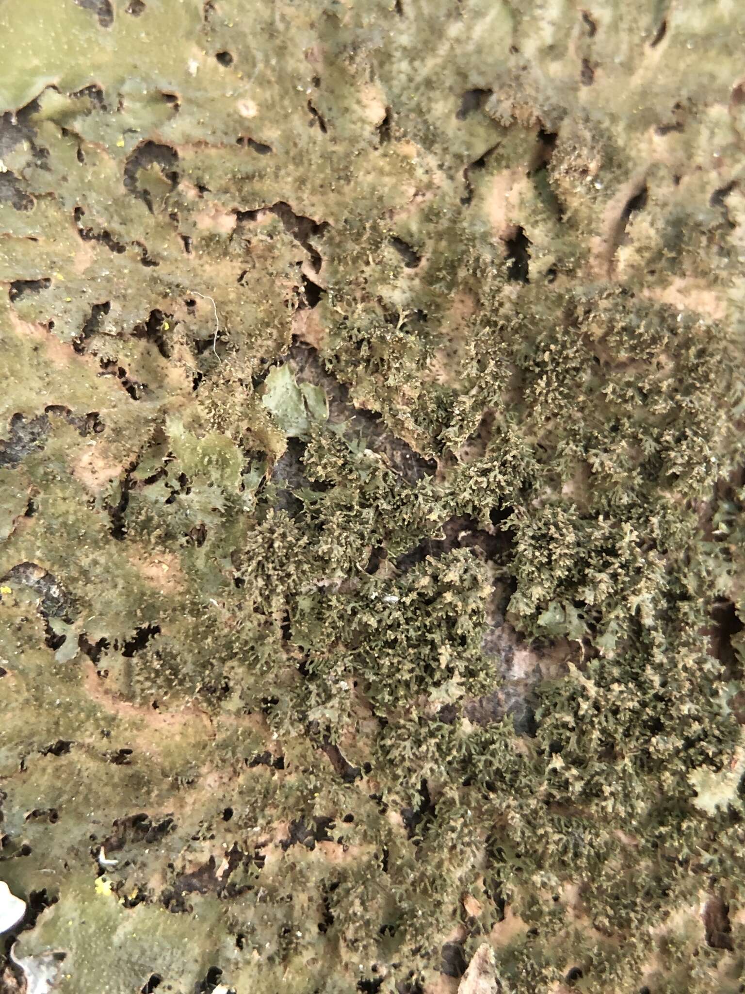 Image of Elegant camouflage lichen