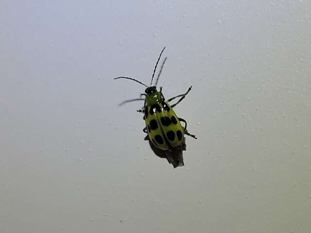 Image of Spotted Cucumber Beetle