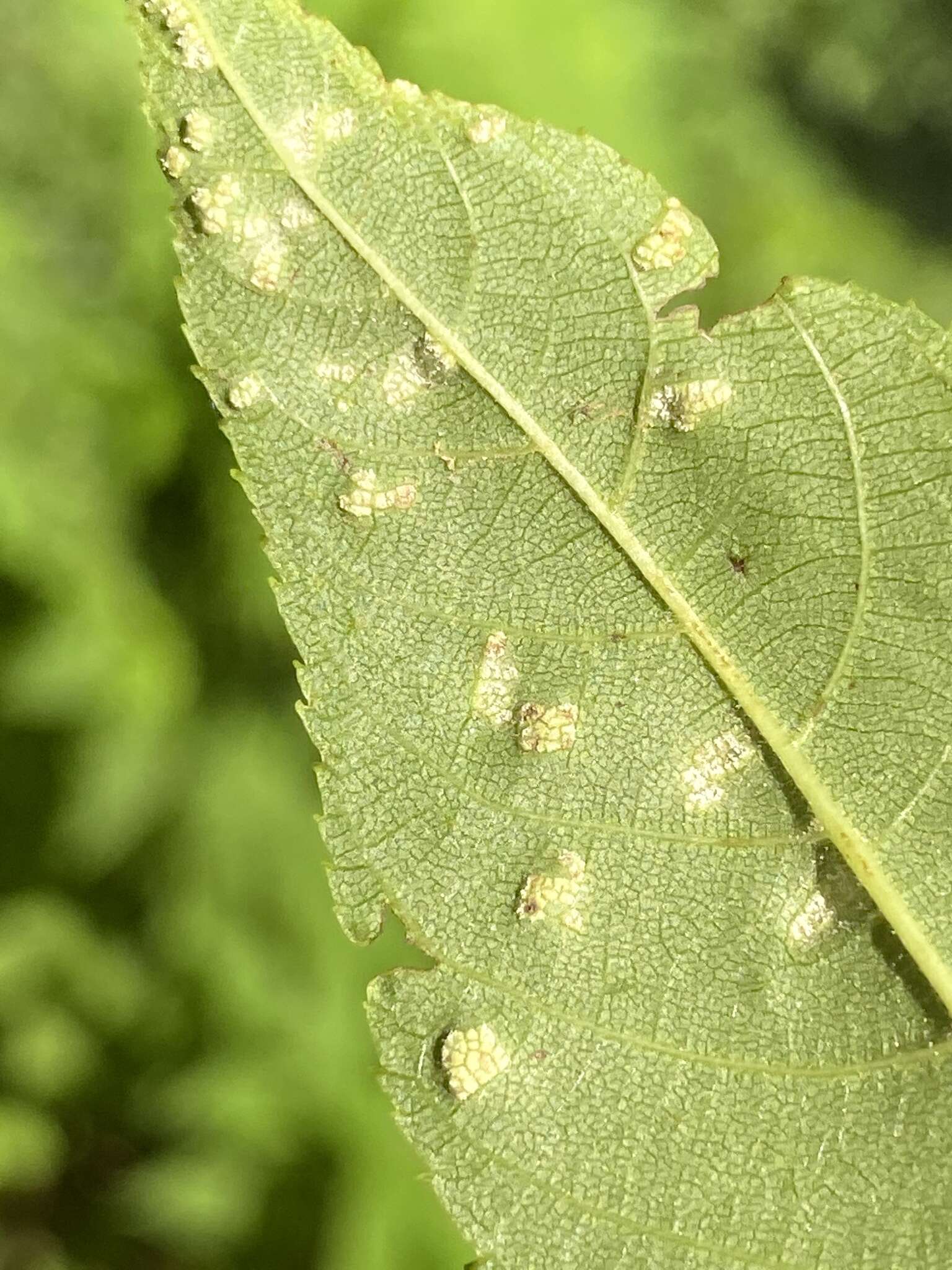 Imagem de Pseudomicrostroma juglandis (Bérenger) Kijporn. & Aime 2017