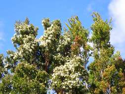 Imagem de Luma apiculata (A. P. de Candolle) Burret