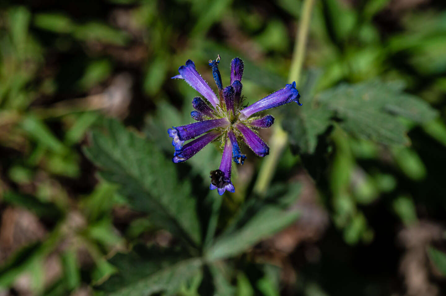 Image of Penstemon heterodoxus var. heterodoxus