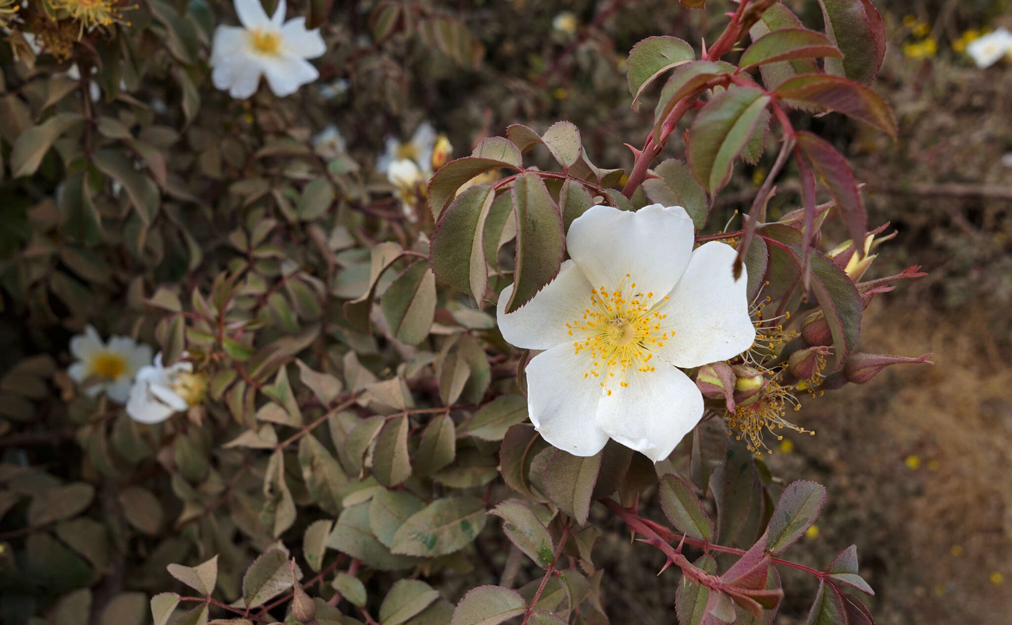 Image of Rosa abyssinica R. Br.