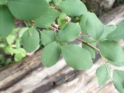 Image of bicolor lespedeza