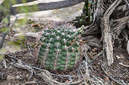 Image of Gymnocalycium schickendantzii subsp. schickendantzii