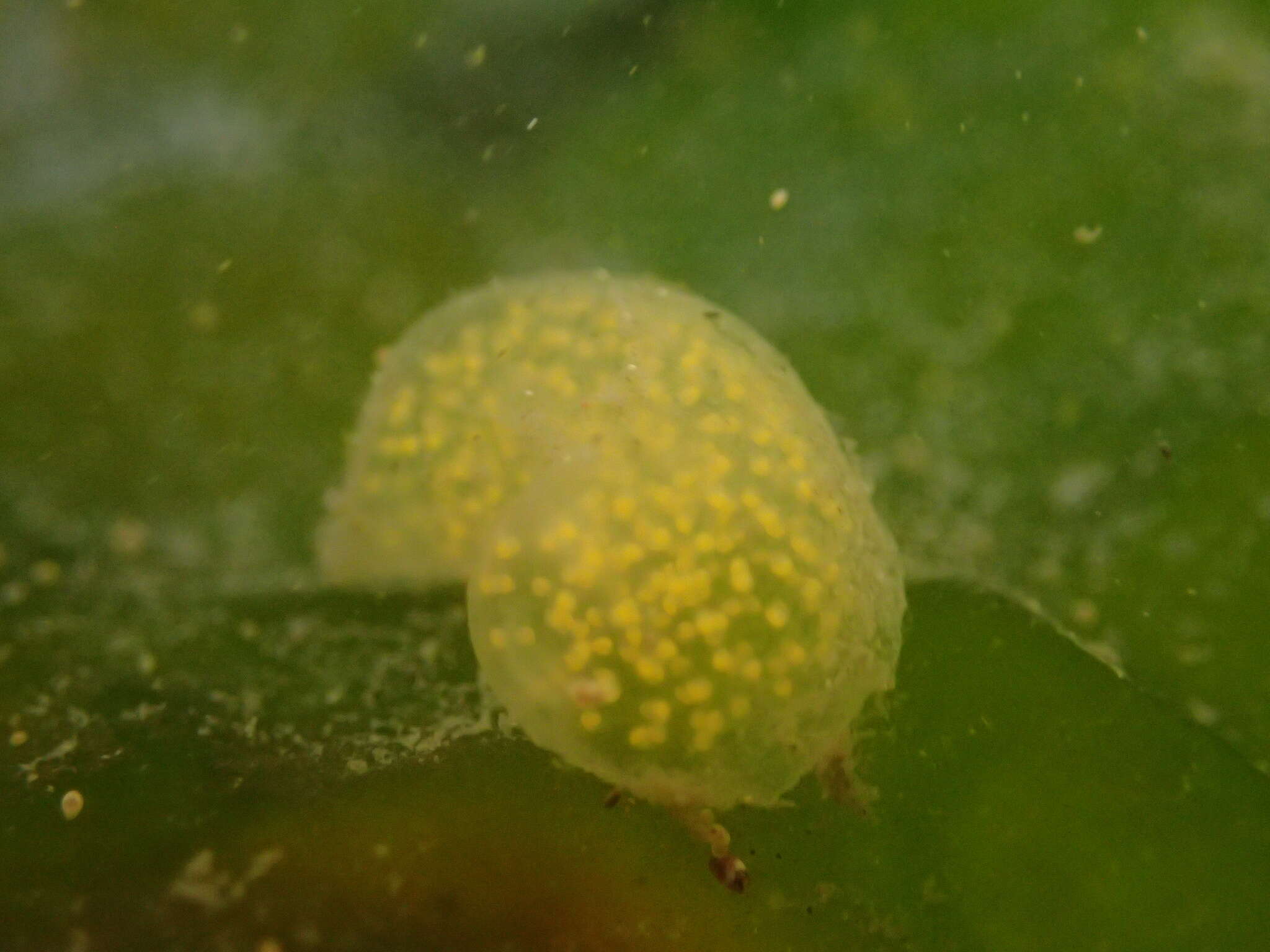 Image of Japanese bubble snail