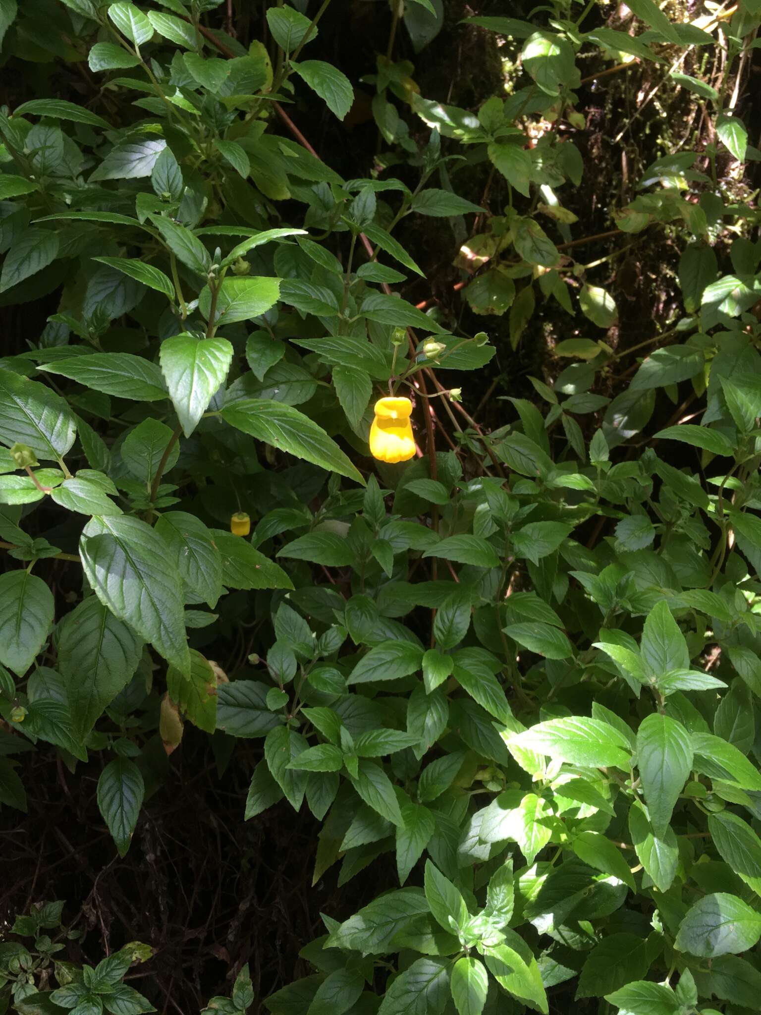 Image of Calceolaria irazuensis J. D. Smith