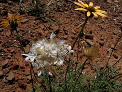 Ursinia anthemoides (L.) Poir. resmi