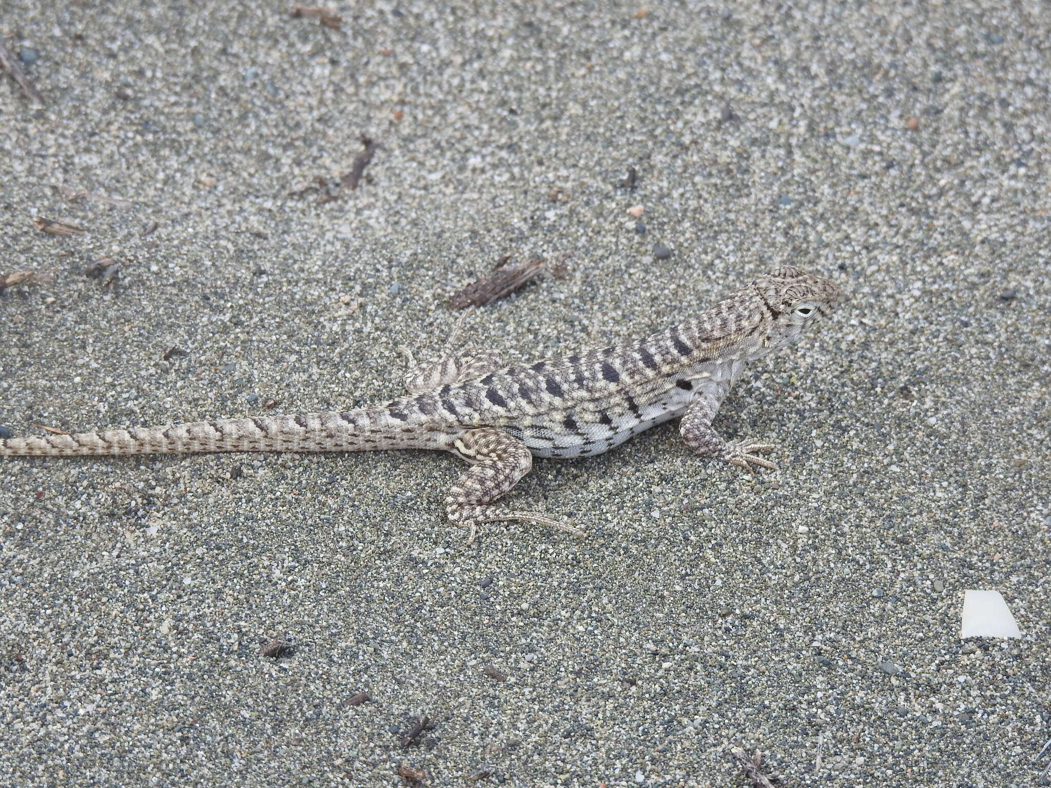 Image of Hispaniolan dune curlytail