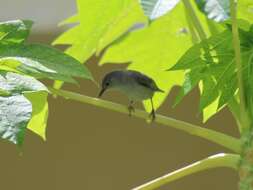 Image of Grey-brown White-eye