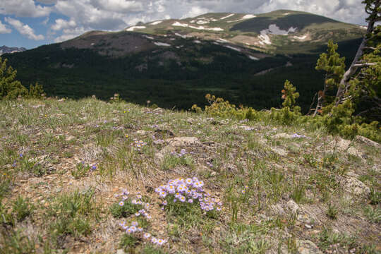 Image of featherleaf fleabane