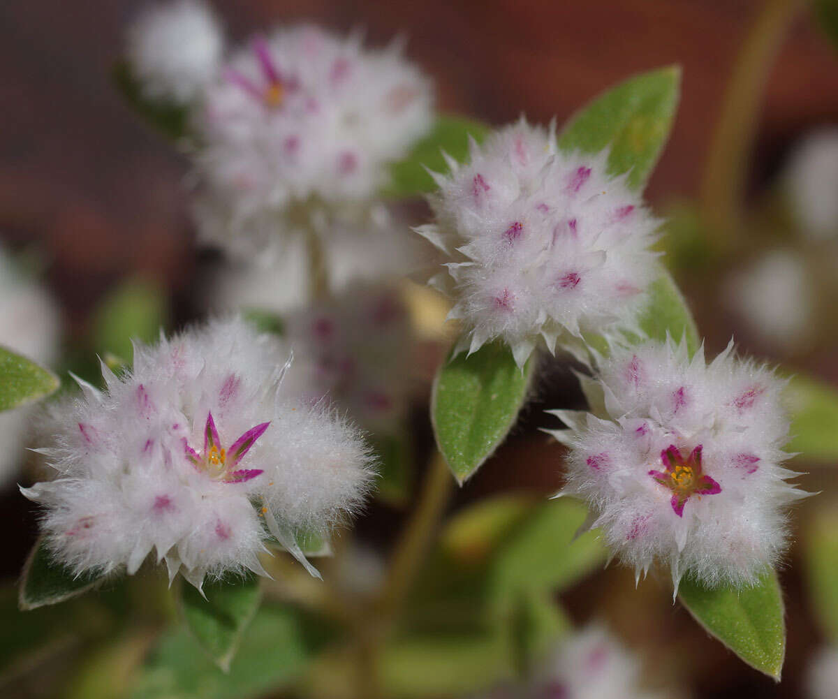 Image of Gomphrena cunninghamii (Moq.) Druce