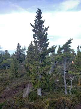 Image of Guaitecas Cypress