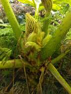 صورة Gunnera petaloidea Gaudich.