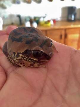 Image of horseshoe forest treefrog