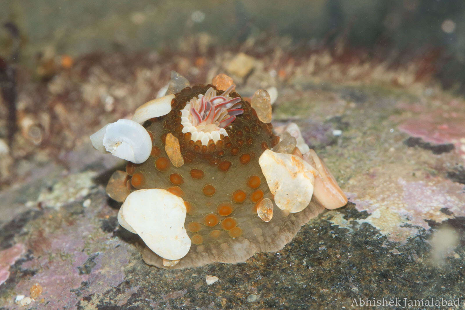 Image of Anthopleura anjunae Den Hartog & Vennam 1993