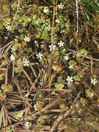 Image of Ranunculus omiophyllus Ten.