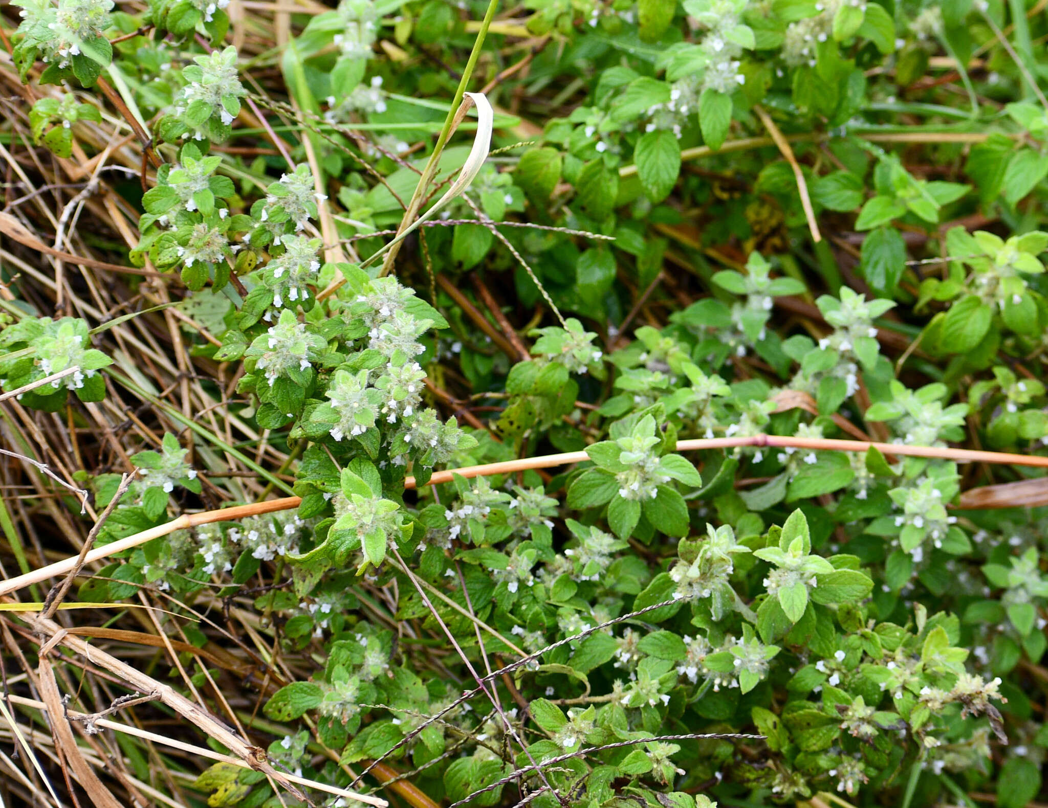 Image of Minthostachys mollis (Benth.) Griseb.