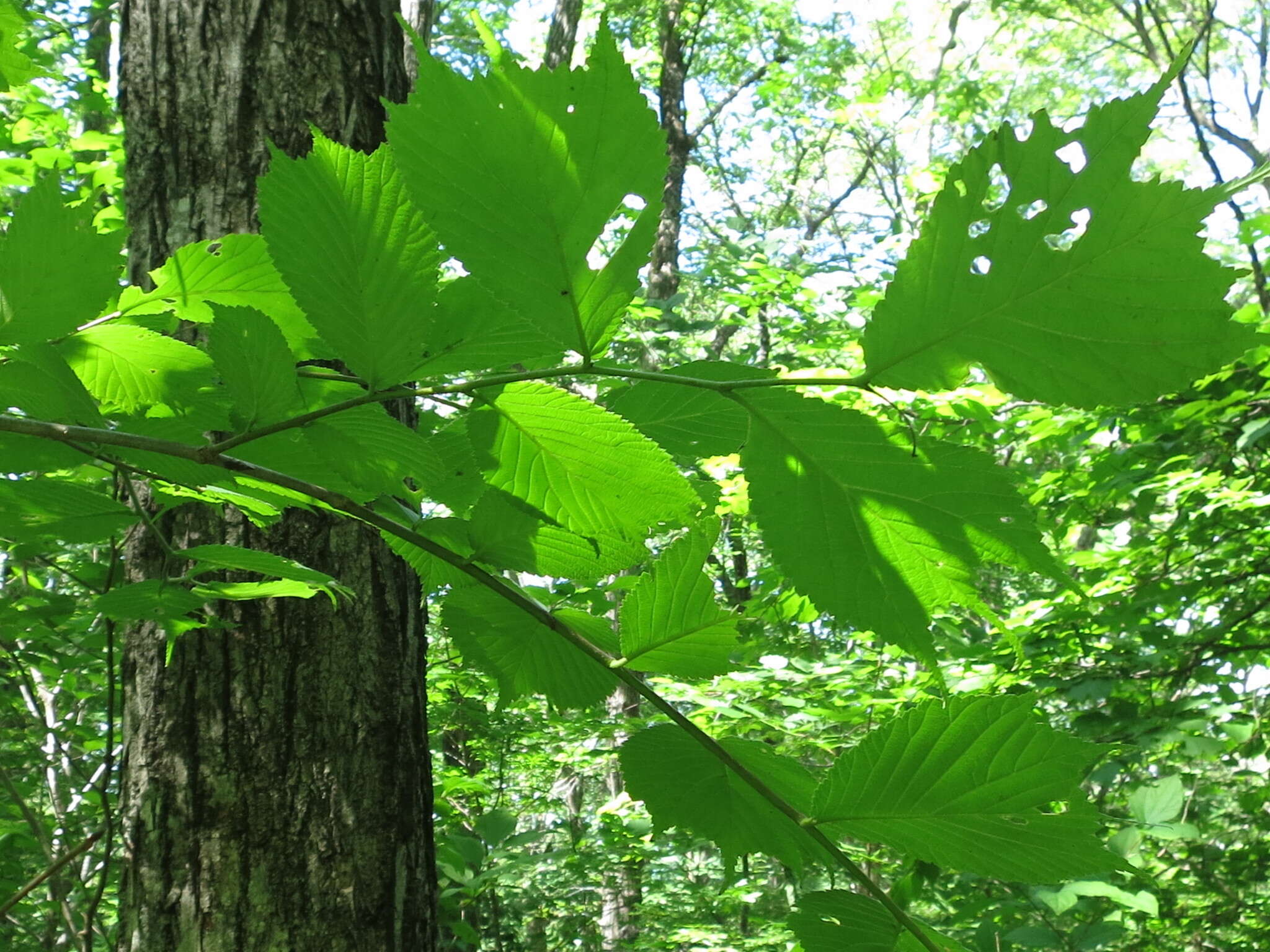 Image of Ulmus laciniata (Trautv.) Mayr