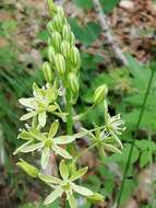 Слика од Ornithogalum pyrenaicum L.