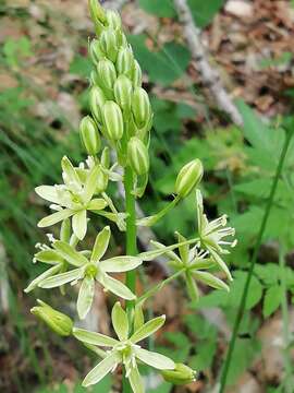 Слика од Ornithogalum pyrenaicum L.