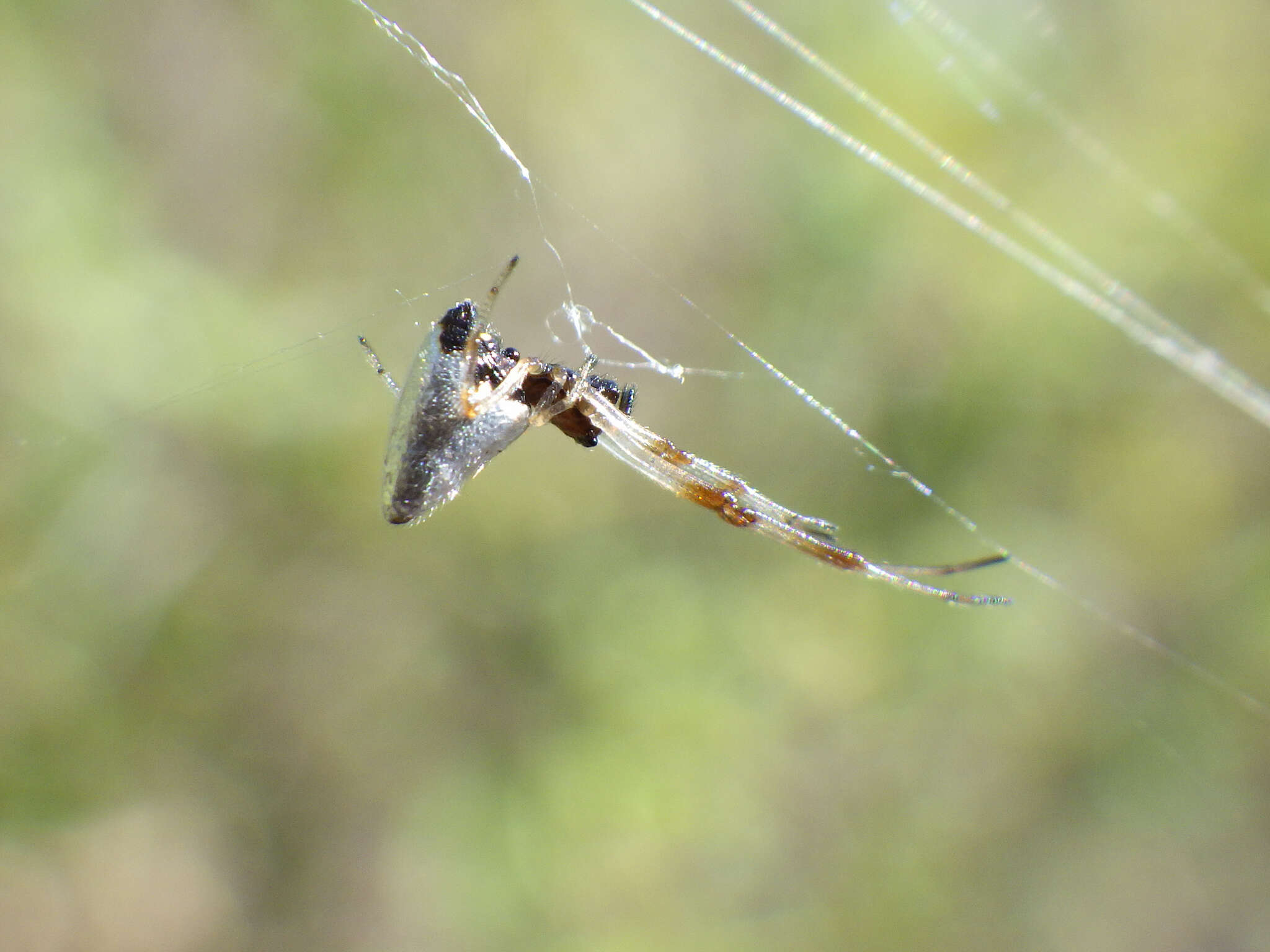 Argyrodes nephilae Taczanowski 1873 resmi