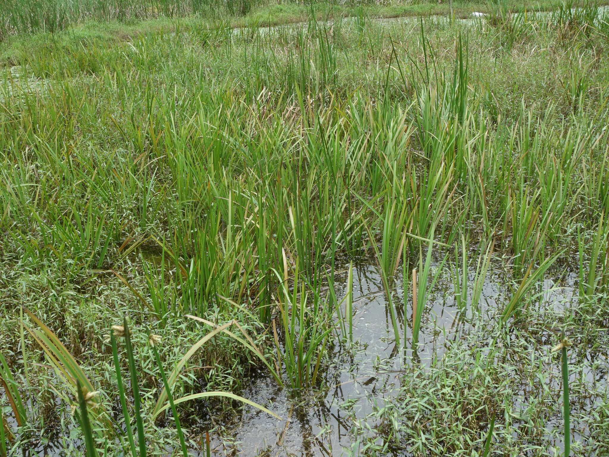 Image of Sparganium fallax Graebn.