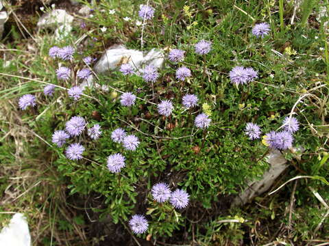 Image de Globularia meridionalis (Podp.) O. Schwarz