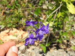 Image of Delphinium pentagynum Lam.