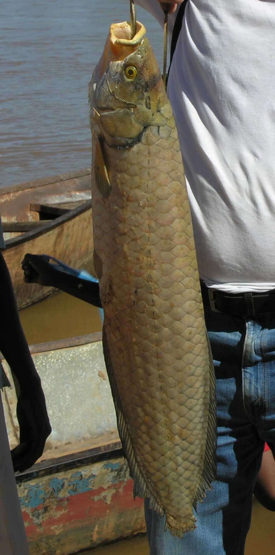 Image of African arowana