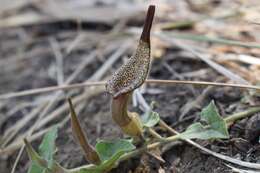 Image of Aristolochia luzmariana F. J. Santana-Michel