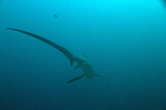 Image de renards de mer