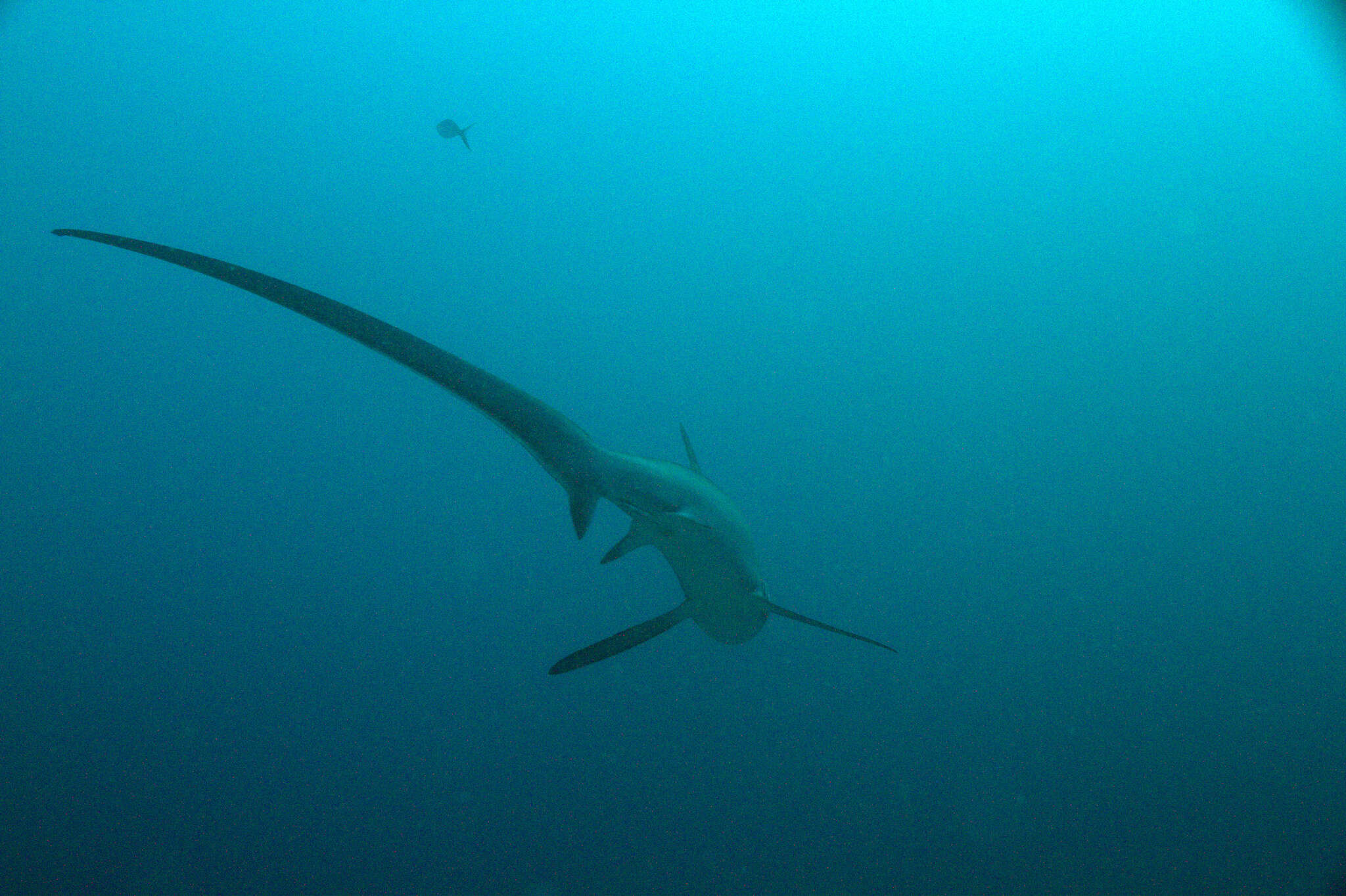 Image of thresher sharks