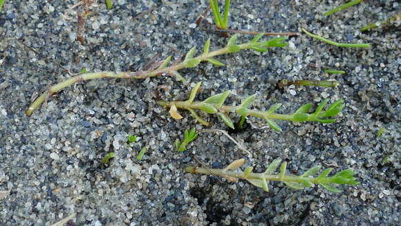 Imagem de Crassula helmsii (Kirk) A. Berger