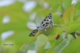 Image of <i>Tajuria maculatus</i>