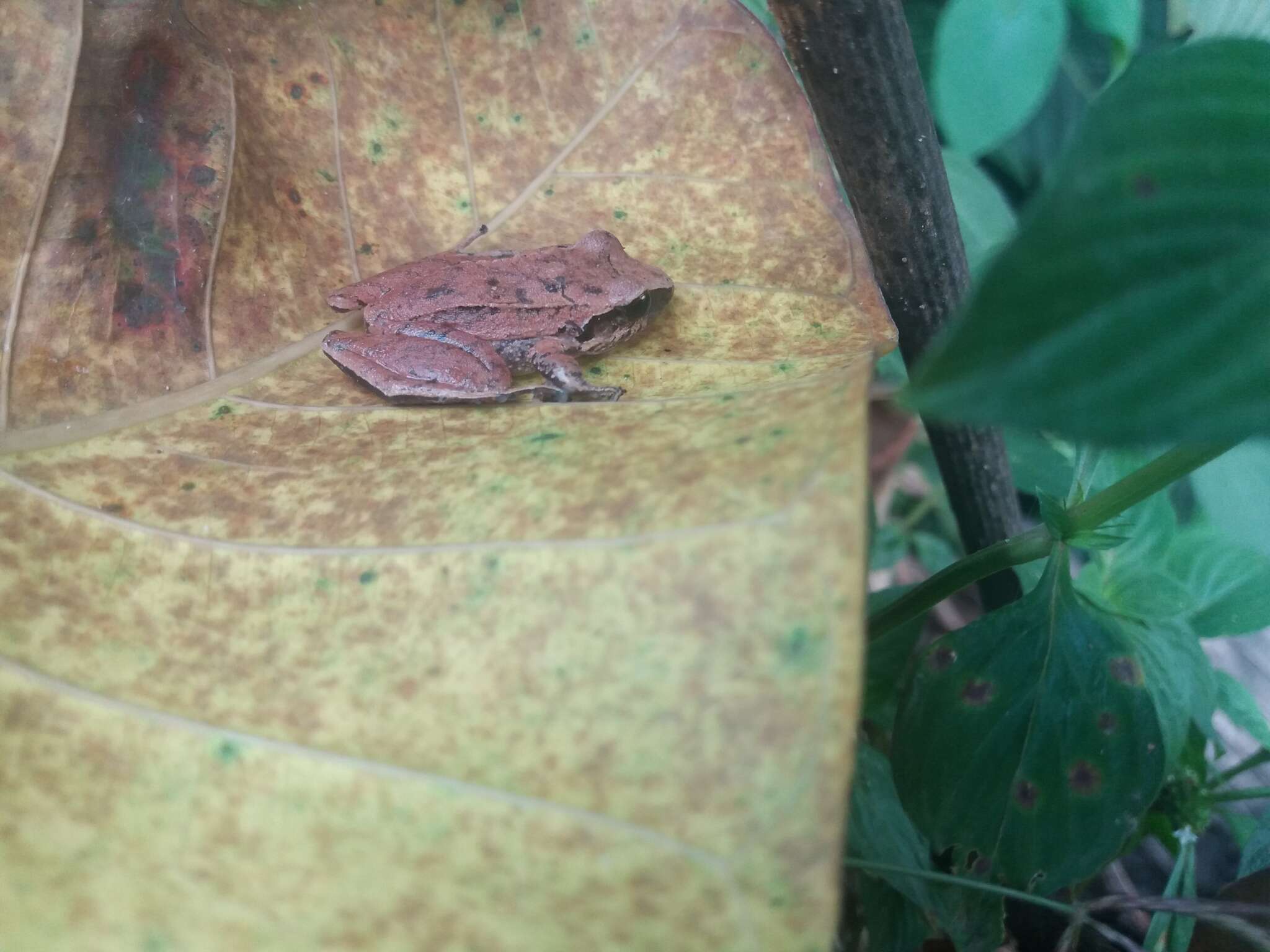 Image of Cachabi Robber Frog