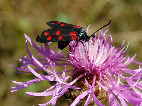 Image of Zygaena dorycnii Ochsenheimer 1808