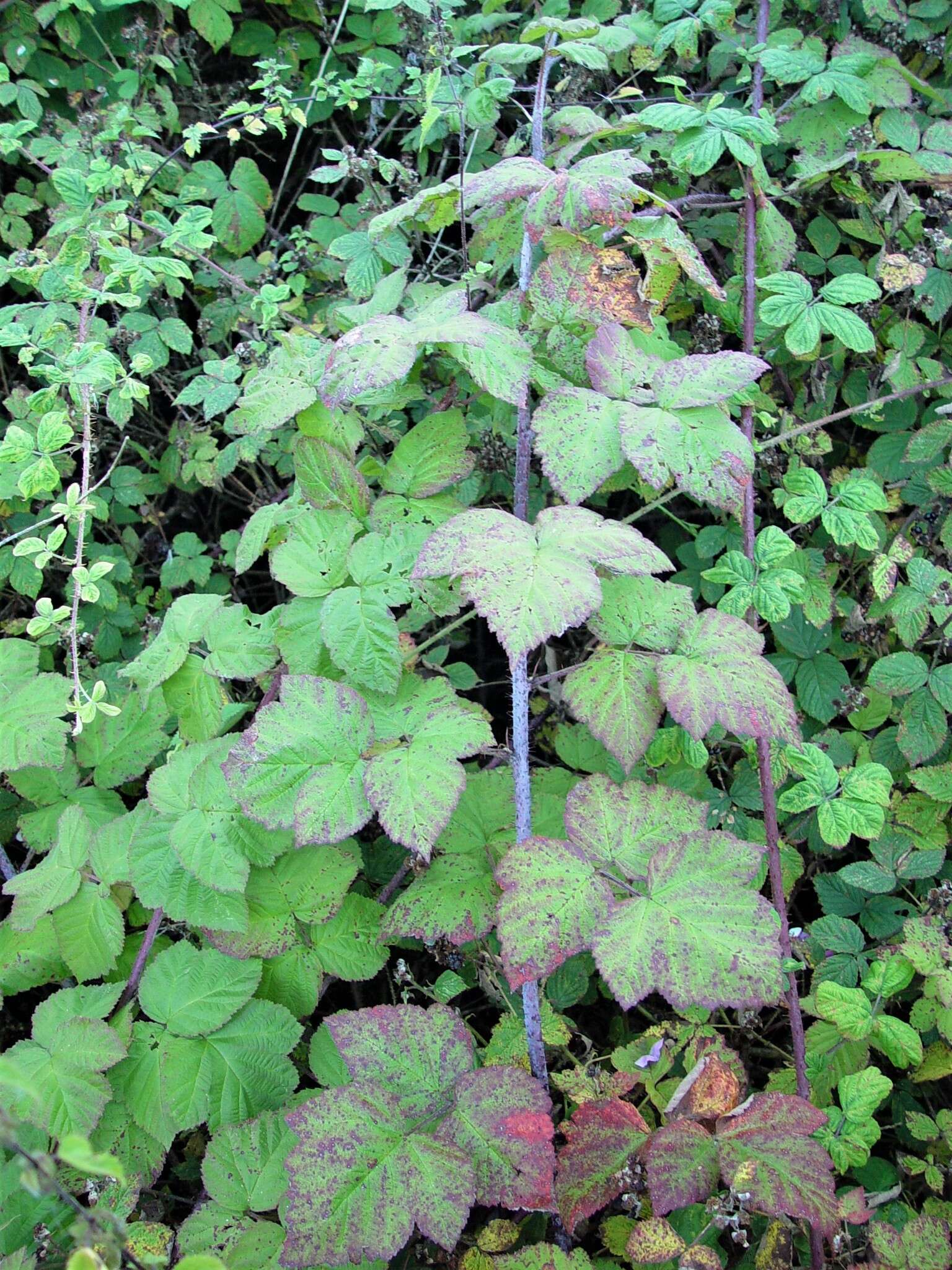 Слика од Rubus loganobaccus L. H. Bailey