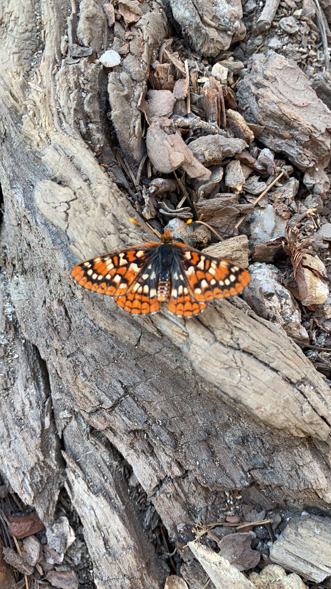 Euphydryas chalcedona sierra (W. G. Wright 1905)的圖片