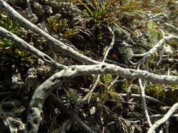 Image de Dracophyllum muscoides Hook. fil.