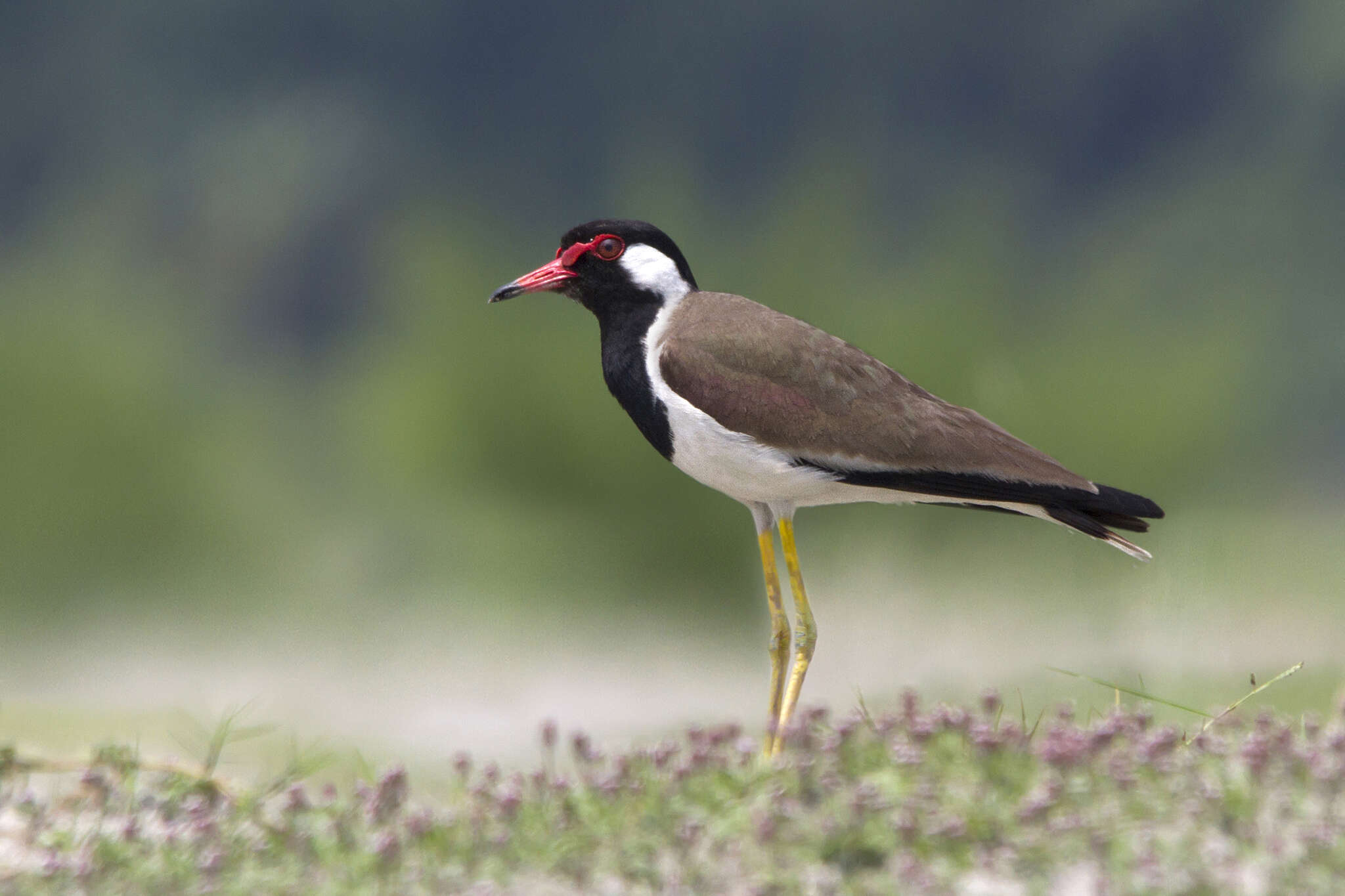 Image of Red-wattled Lapwing