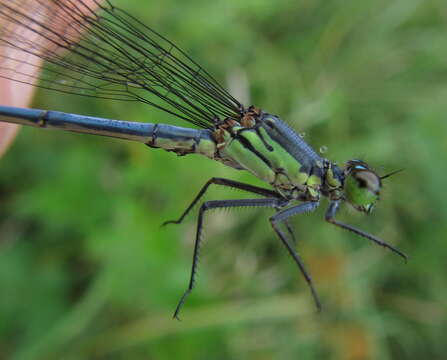 Image of <i>Pseudagrion spernatum natalense</i> Ris 1921