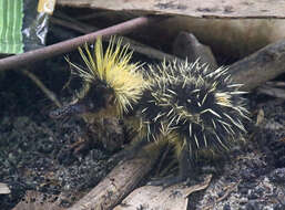 Image of streaked tenrecs