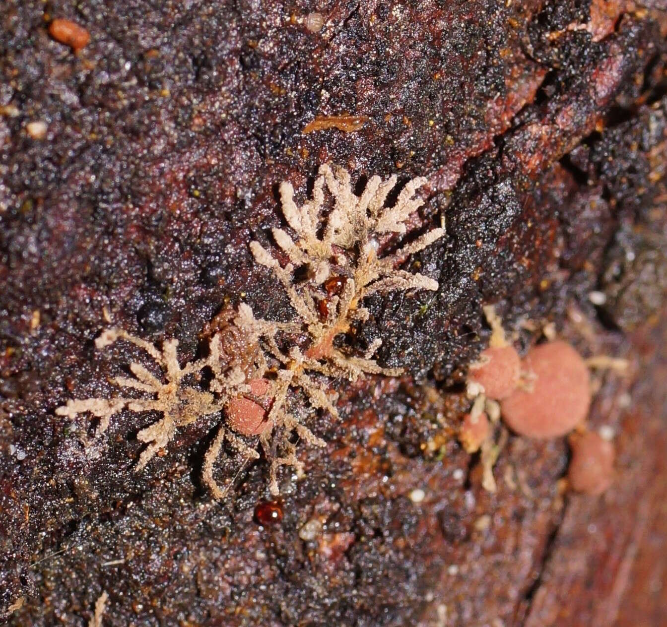 Image of Hypoxylon howeanum Peck 1872