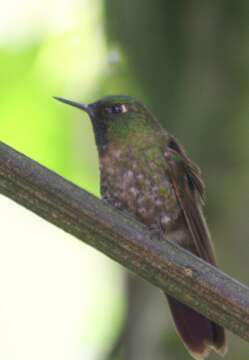 Metallura tyrianthina (Loddiges 1832) resmi